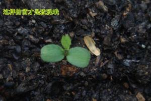 玫瑰花種子什么時候播種