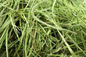 提摩西草的種植方法,提摩西草種子什么時候播種