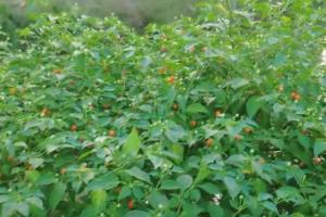 世界上最貴的辣椒查拉皮塔辣椒(16萬1公斤!)